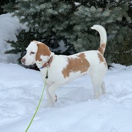 Mari - Beagle