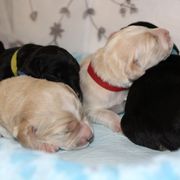 Barbado da Terceira Puppies from Azorean Heritage Barbados