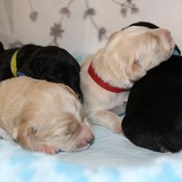 Barbado da Terceira Puppies from Azorean Heritage Barbados