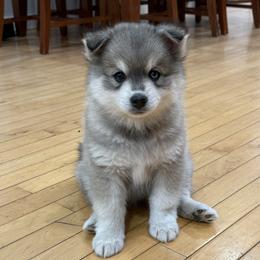 Frankie - Wolf sable male Pomsky puppy in Doon, Iowa from Luxury Pomsky