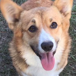 Harley - Pembroke Welsh Corgi