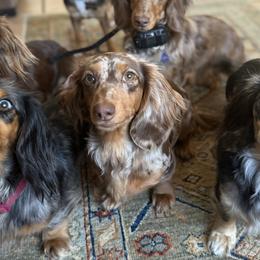 Dachshunds and English Springer Spaniels from Ridgeview Springers & Dachshunds