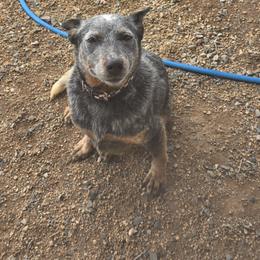 Jolene - Australian Cattle Dog