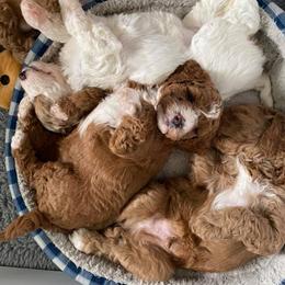 Assorted Doodle Crosses, Aussiedoodles, and Goldendoodles from Lucky Dog Puppies