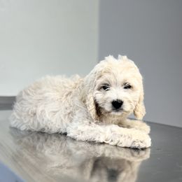 Cockapoo Puppies from East St. Poodles & Doodles