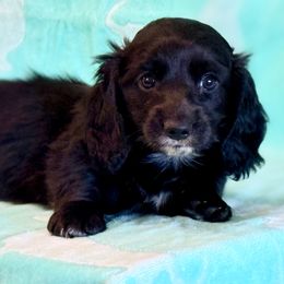 Coal - Black male Dachshund puppy in Alva, Florida from Salty C's Dachshunds
