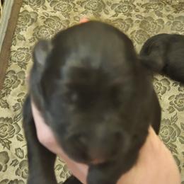 Green - Black female German Shepherd puppy in Coupeville, Washington from Von Hilkey Shepherds