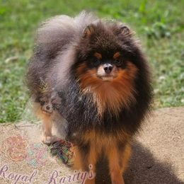 Cobalt - Pomeranian