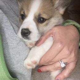 Pembroke Welsh Corgi Puppies from Gardner Corgis