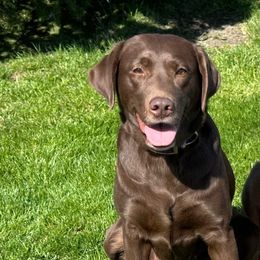 Passion - Labrador Retriever