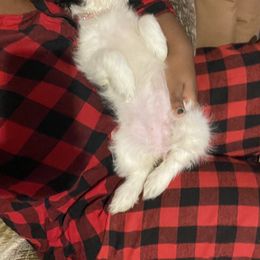 Shih Tzu Puppies from One Hit Wonder
