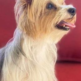 Yorkshire Terriers from Jaydas Lil Jewels