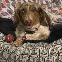 Tilly (Toot Toot) - Dachshund
