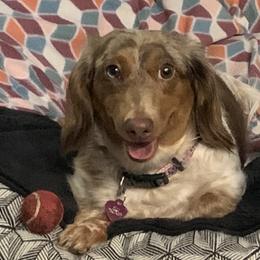 Tilly (Toot Toot) - Dachshund