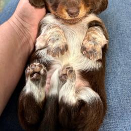 Lady bug - Piebald female Dachshund puppy in Caldwell, Idaho from Central Bark Doxies