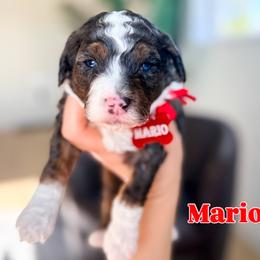 Mario - Merle male Bernedoodle puppy in West Haven, Utah from Split Mountain Doodles