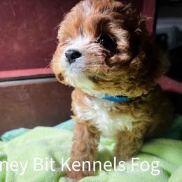Fog - Red male Cavapoo puppy in Maple Grove, Minnesota from Honey Bit Kennels