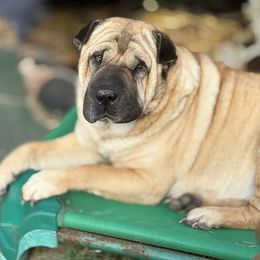 Gypsy - Chinese Shar-Pei