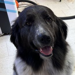 Pebbles - Newfoundland