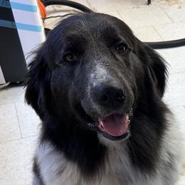 Pebbles - Newfoundland
