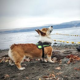 Cardigan Welsh Corgis and Pembroke Welsh Corgis from Fuzzbutt Farms LLC