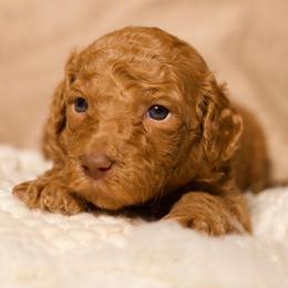 Sienna (Light Blue) - Cream female Goldendoodle puppy in Palmetto Bay, Florida from SOMIDOODLES