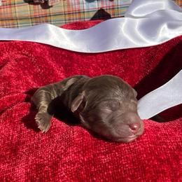 Macadamia - Chocolate female Labradoodle puppy in St George, Utah from Terra's Swann's Kennels