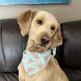 Daisy - Goldendoodle