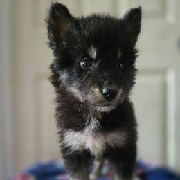Black and tan girl - Black tan and white female Siberian Husky puppy in East Otto, New York from Howling Huskies