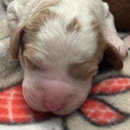 Monica - Chalk female Australian Labradoodle puppy in Fontana, California from Glory Labradoodle’s