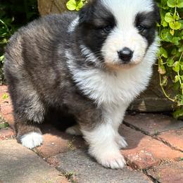 Sable male panda - Panda male German Shepherd puppy in Lordstown, Ohio from Jewels German Shepherd