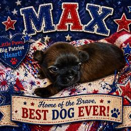 Max - Red male Shih Tzu puppy in Connersville, Indiana from Royal Blossom Shihtzus
