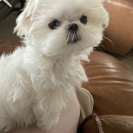 Maltese Puppies from A Maltese 4U