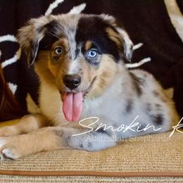 Sunshine - Blue merle female Australian Shepherd puppy in Grapeland, Texas from Smokin K Aussies