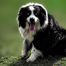 Oakley - Australian Shepherd