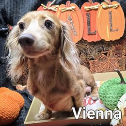 VIENNA - Dachshund