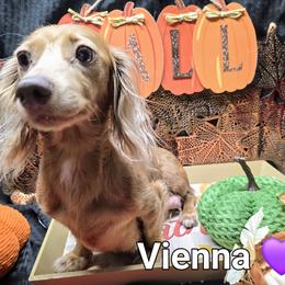 VIENNA - Dachshund