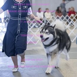 Polaris - Alaskan Malamute