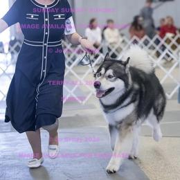 Polaris - Alaskan Malamute