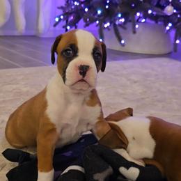 Boxer Puppies from Bayla Belle & Blossom's Boxers
