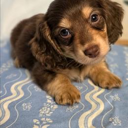 Buster 2200 - Chocolate and cream male Dachshund puppy in Lexington, Oklahoma from Long Doggy Acres Miniature Dachshunds