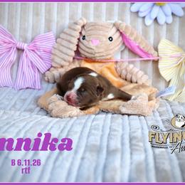 Annika - Red female Miniature Australian Shepherd puppy in Madisonville, Texas from Flying LL Aussies