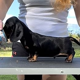 Dachshund Puppies from Little Legs Miniature Dachshunds