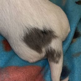 Dachshund Puppies from B&K Dachshunds