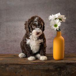 Bean - Brown and white female Aussiedoodle puppy in Germantown, Ohio from Doodle Patch Farm
