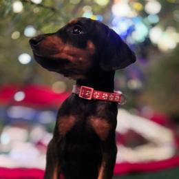 Pink collar black female - Black and rust female Doberman Pinscher puppy in Houston, Texas from Draggin Dobermans & Great Danes
