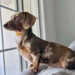 Elias - Dachshund