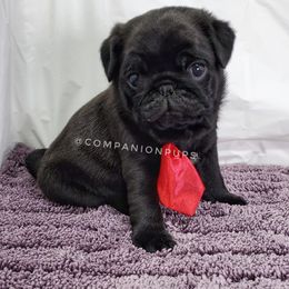 Pug Puppies from Companion Pups