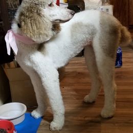 Poodle All Grown Up from Schneider Kennel