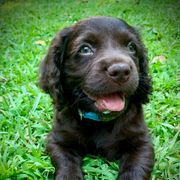 Light Blue collar - Dark brown male Boykin Spaniel puppy in Greenwood, South Carolina from Boykins Finest Kennels